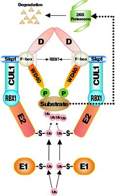 Recent Insight on Regulations of FBXW7 and Its Role in Immunotherapy